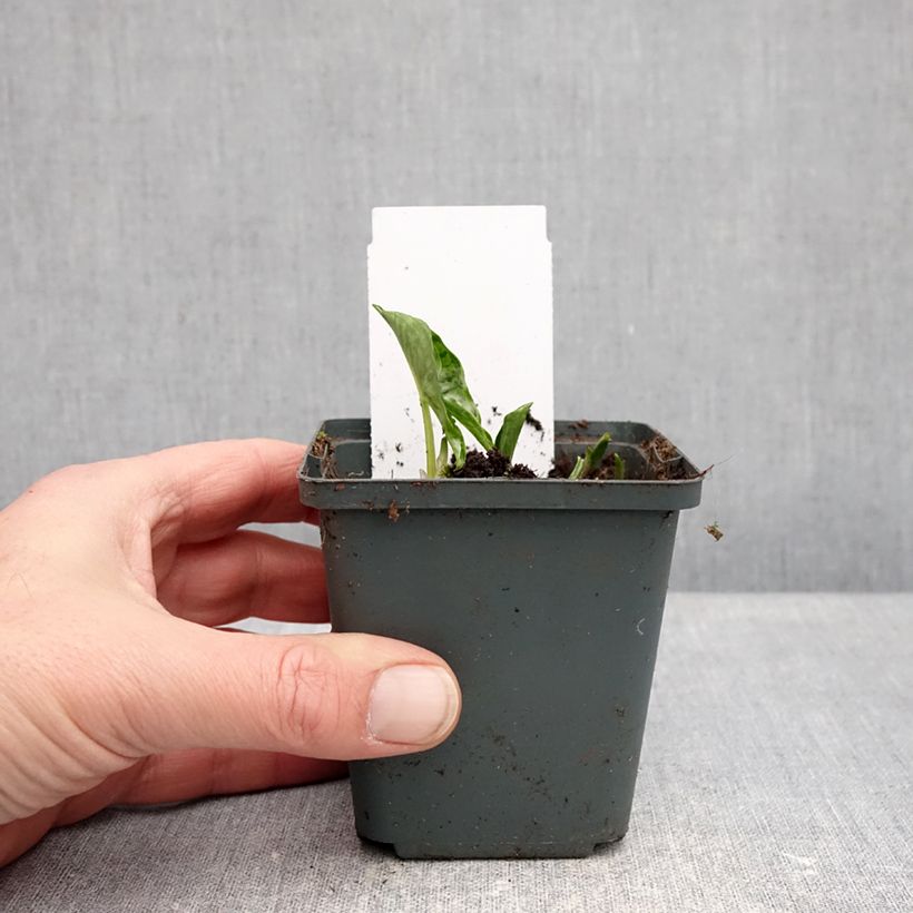 Example of Plante souris - Arisarum proboscideum Kweekpotje van 8/9 cm as you get in hiver