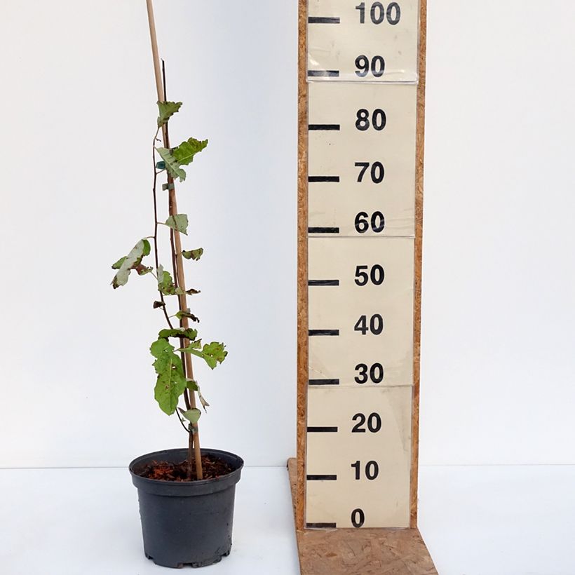 Exemplaar van Plaqueminier, Kaki de Virginie - Diospyros virginiana Pot de 4L/5L zoals geleverd in de herfst