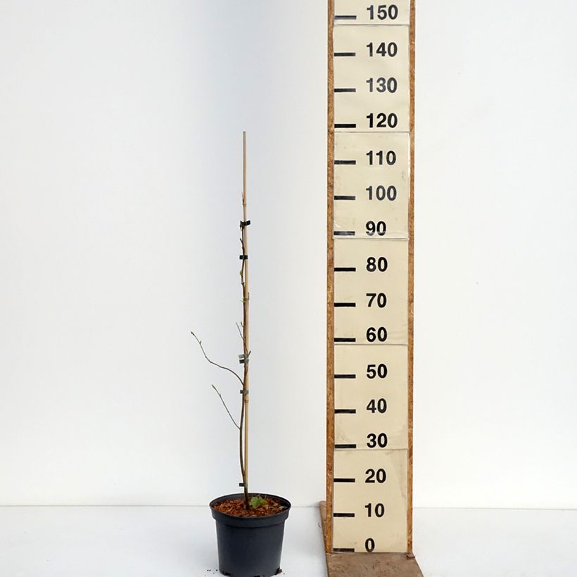 Exemplaar van Diospyros virginiana - Amerikaanse persimoen Pot van 4 l/5 l zoals geleverd in de lente