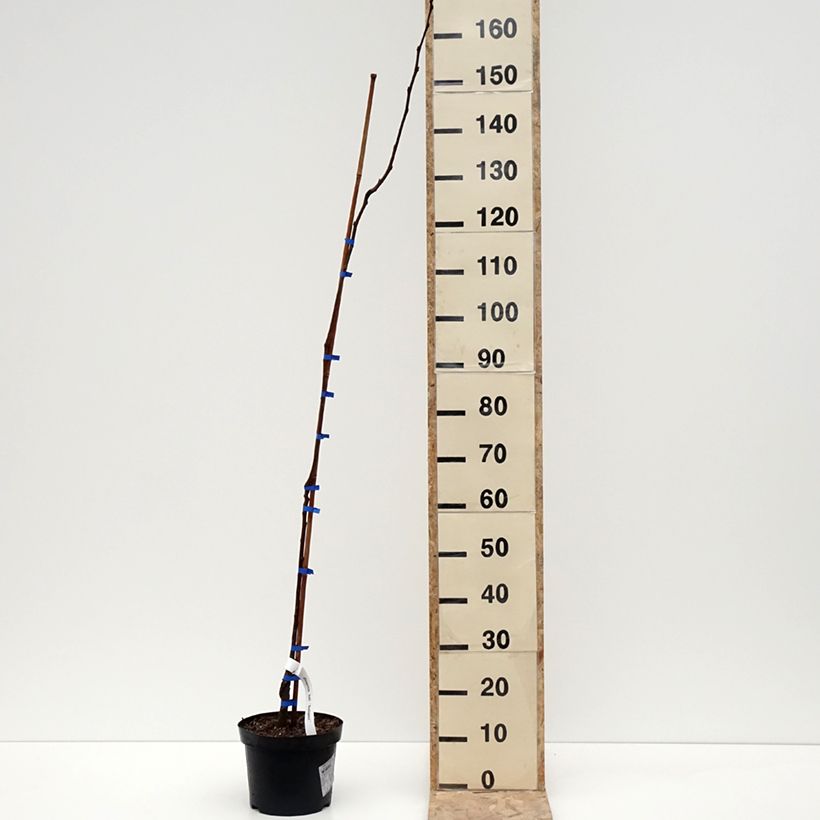 Exemplaar van Plaqueminier, Kaki - Diospyros kaki Budapest Pot van 4 l/5 l, Half-hoge stam zoals geleverd in de winter