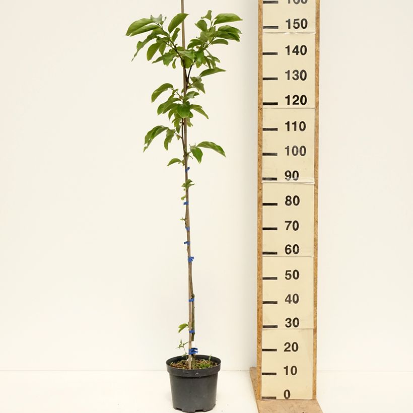 Exemplaar van Kakiboom Budapest Pot van 4 l/5 l, Half-hoge stam zoals geleverd in de lente