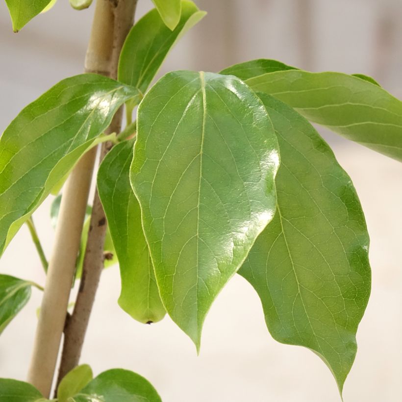 Kakiboom Budapest (Blad)