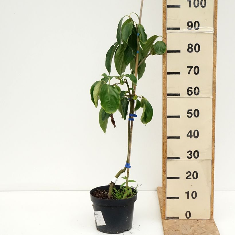 Exemplaar van Kakiboom Budapest Pot van 4 l/5 l, Half-hoge stam zoals geleverd in de zomer