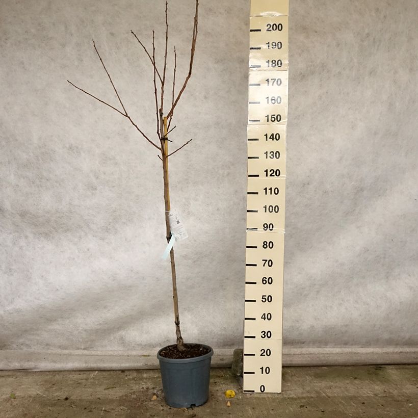 Exemplaar van Kakiboom Cioccolatino Pot van 12 l/15 l, Half-hoge stam zoals geleverd in de herfst