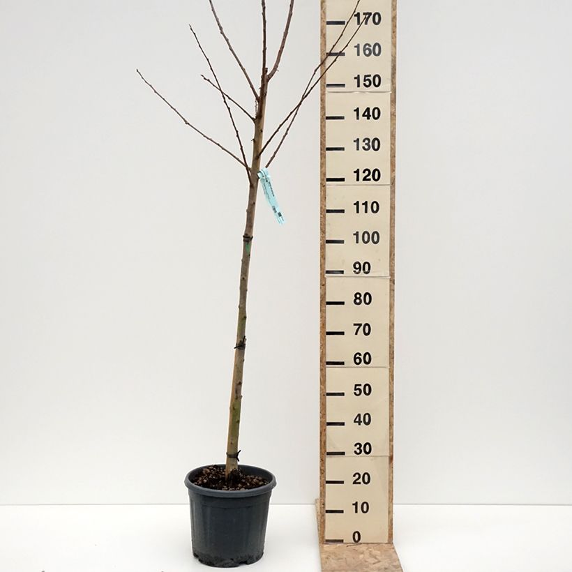 Exemplaar van Plaqueminier, Kaki - Diospyros kaki Cioccolatino Pot van 12 l/15 l, Half-hoge stam zoals geleverd in de winter