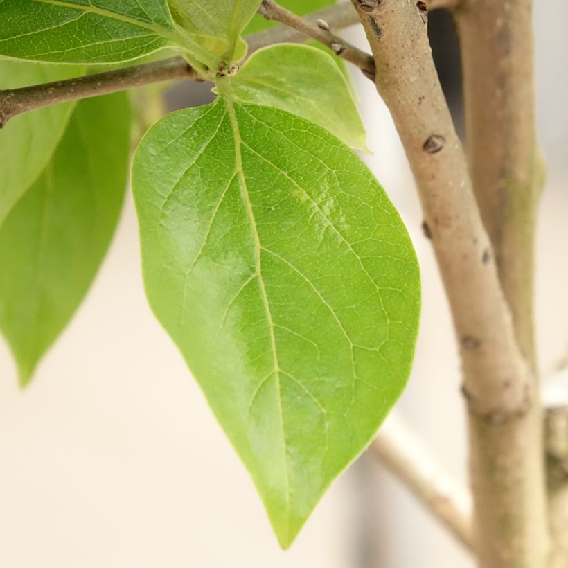 Kakiboom Cioccolatino (Blad)