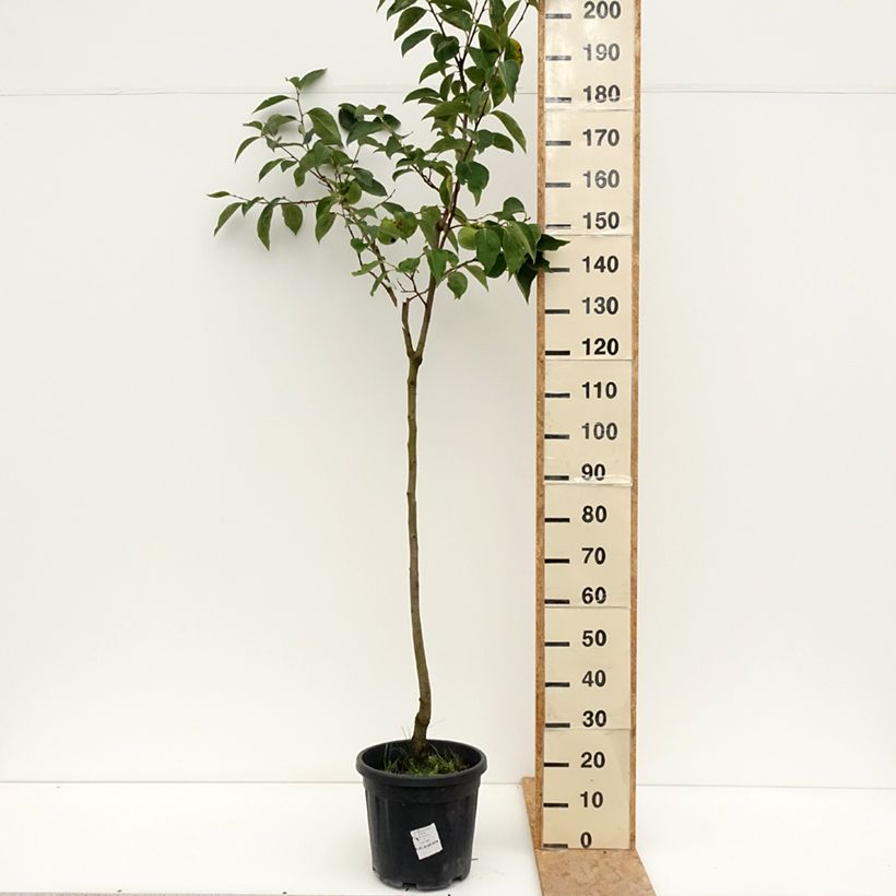 Exemplaar van Kakiboom Cioccolatino Pot van 12 l/15 l, Half-hoge stam zoals geleverd in de zomer