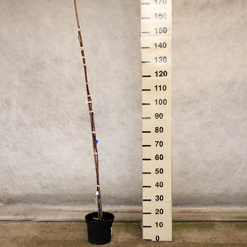 Exemplaar van Kakiboom Korea Pot van 7,5 l/10 l, Half-hoge stam zoals geleverd in de herfst