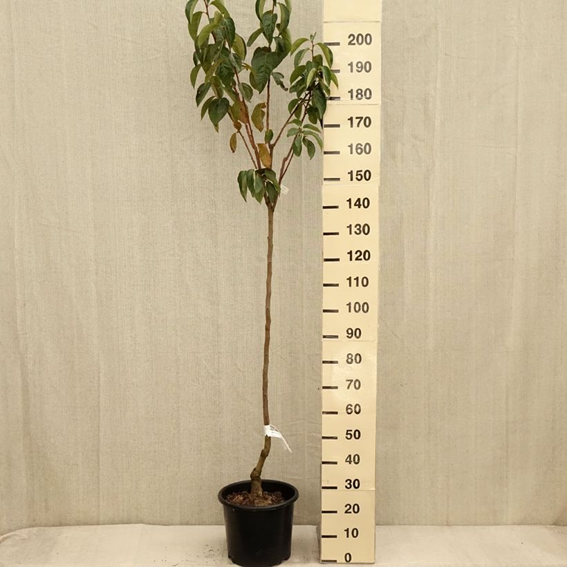 Exemplaar van Kakiboom Ragno Pot van 12 l/15 l, Half-hoge stam zoals geleverd in de herfst