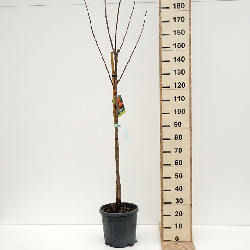 Exemplaar van Plaqueminier, Kaki - Diospyros kaki Rouge Brillant - Persimon Pot van 4 l/5 l, Half-hoge stam zoals geleverd in de winter