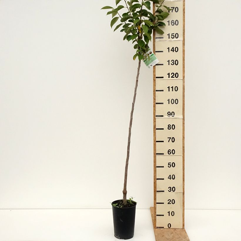 Exemplaar van Kakiboom Rojo Brillante Pot van 4 l/5 l, Half-hoge stam zoals geleverd in de zomer