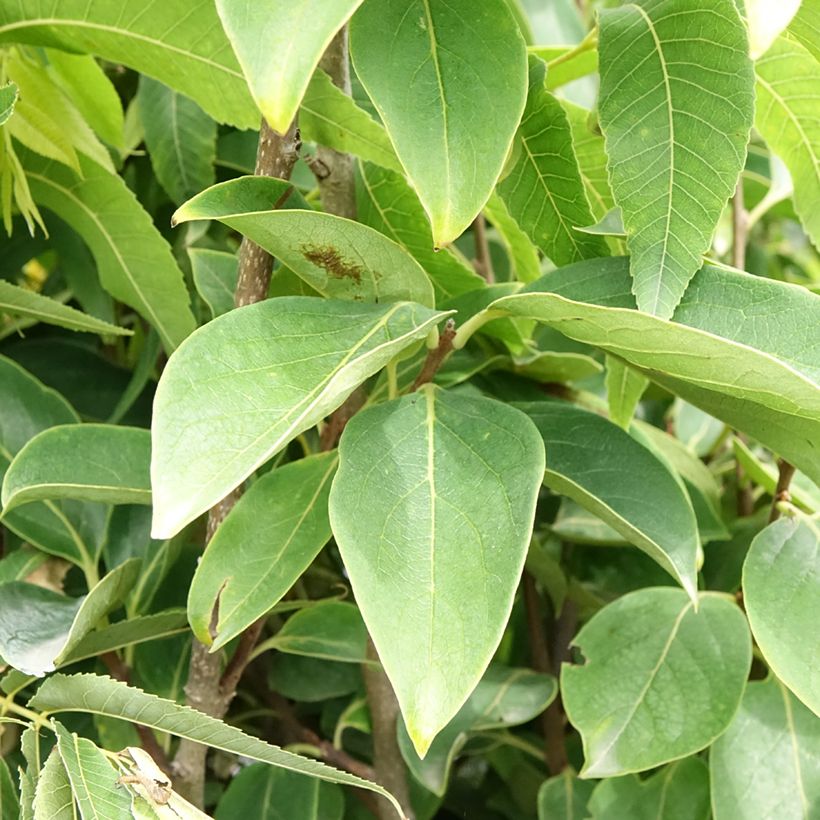 Kakiboom Rojo Brillante (Blad)