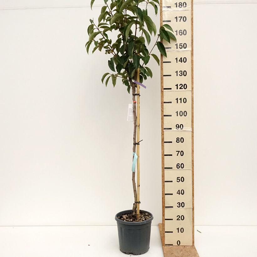 Exemplaar van Kakiboom Sharon Pot van 12 l/15 l, Half-hoge stam zoals geleverd in de zomer