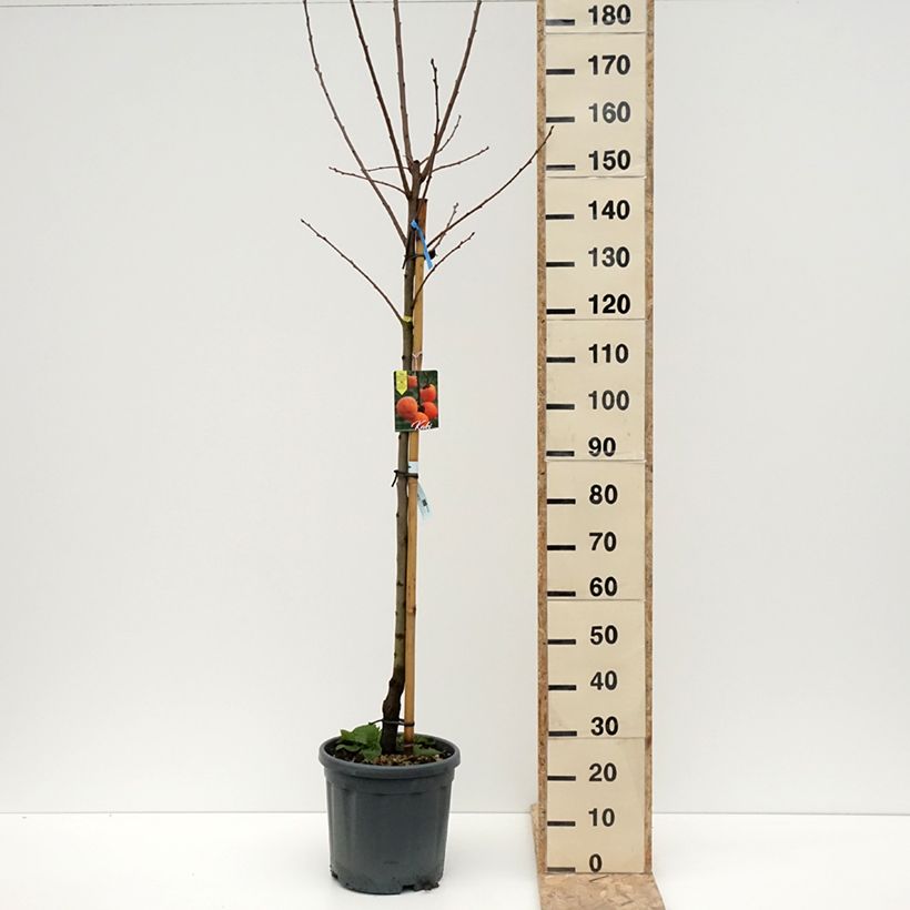 Exemplaar van Kakiboom Tipo Pot van 12 l/15 l, Half-hoge stam zoals geleverd in de winter