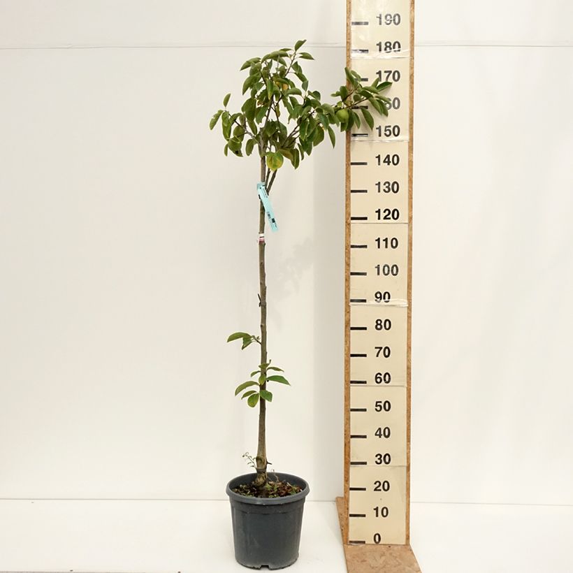Exemplaar van Kakiboom Tipo Pot van 12 l/15 l, Half-hoge stam zoals geleverd in de zomer
