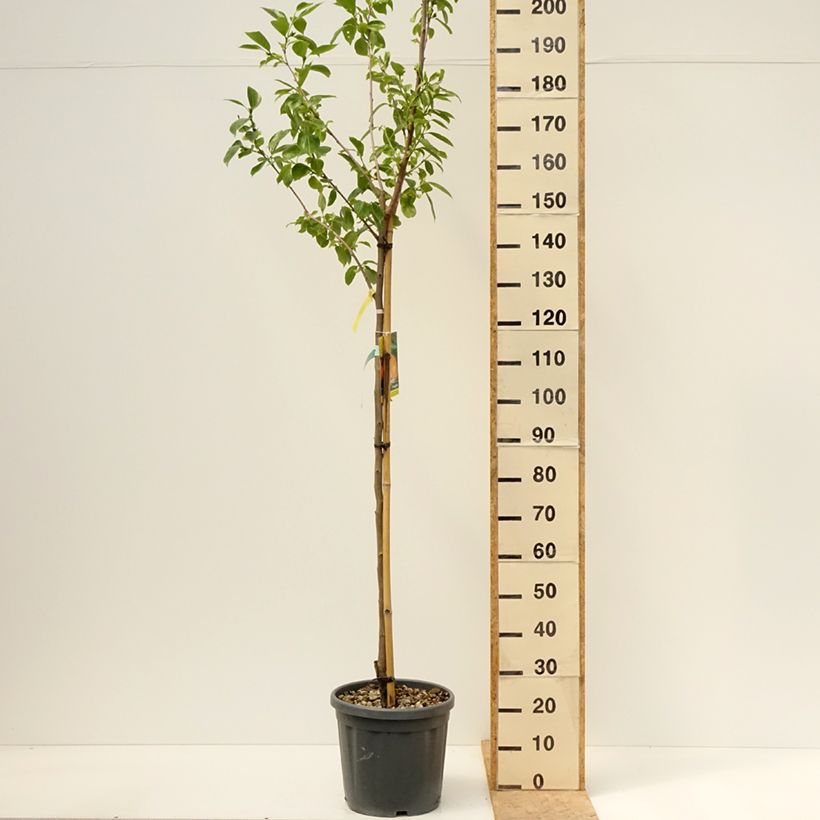Exemplaar van Kakiboom Vaniglia Pot van 12 l/15 l, Half-hoge stam zoals geleverd in de lente