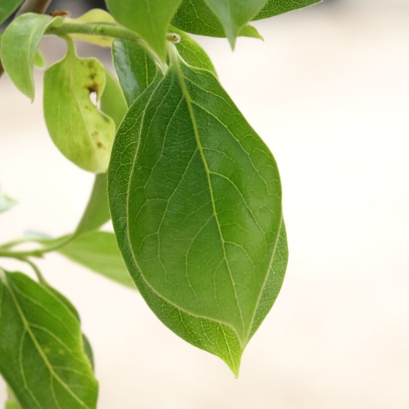 Kakiboom Vaniglia (Blad)