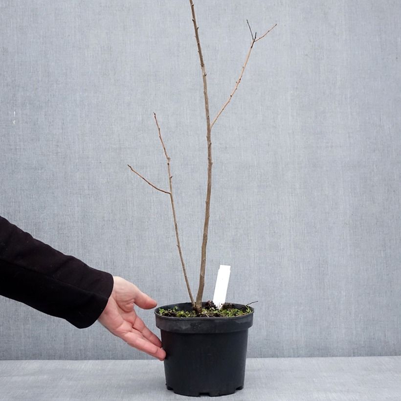 Exemplaar van Lotusboom - Diospyros lotus Pot van 2 l/3 l zoals geleverd in de winter