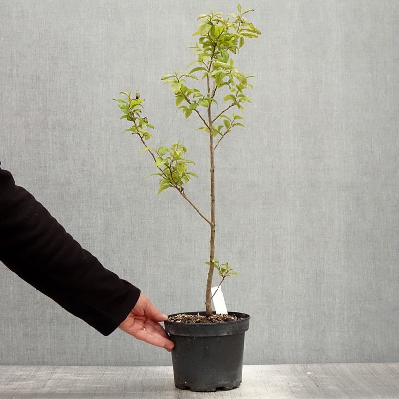 Exemplaar van Lotusboom - Diospyros lotus Pot van 2 l/3 l zoals geleverd in de lente