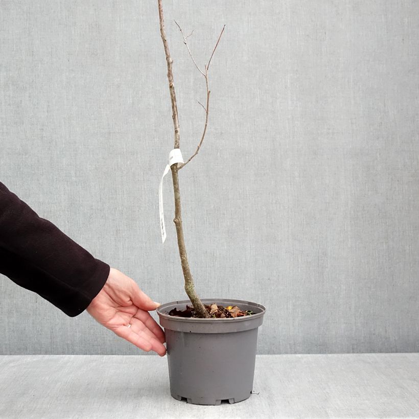 Exemplaar van Lotusboom - Diospyros lotus Pot van 3 l/4 l zoals geleverd in de herfst