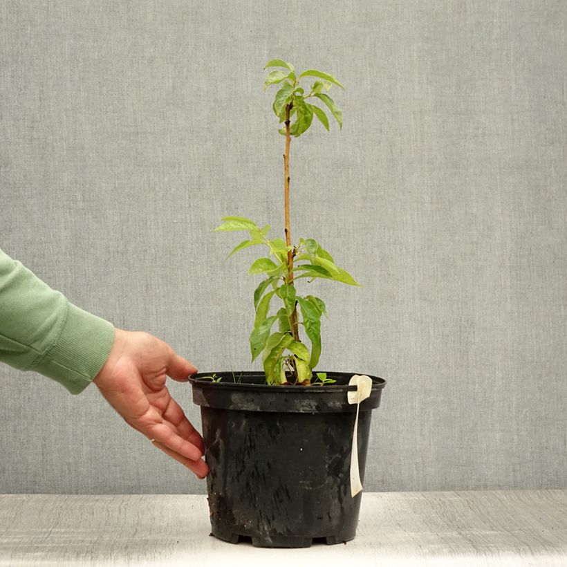 Exemplaar van Lotusboom - Diospyros lotus Pot van 3 l/4 l zoals geleverd in de zomer