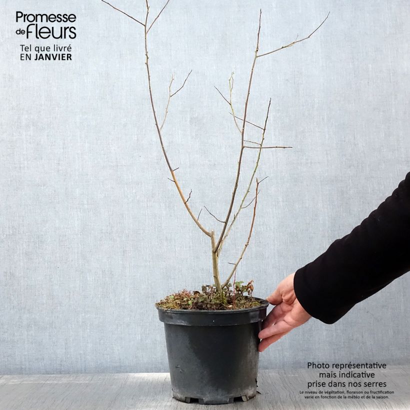 Exemplaar van Lotusboom - Diospyros lotus Pot van 3 l/4 l zoals geleverd in de winter