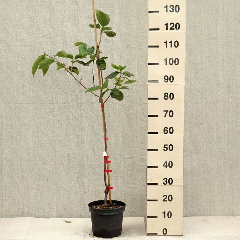Exemplaar van Kakiboom Nikitas Gift Pot van 4 l/5 l, Half-hoge stam zoals geleverd in de herfst