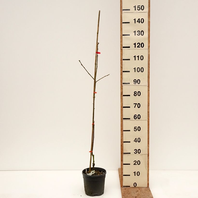 Exemplaar van Kakiboom Nikitas Gift Pot van 4 l/5 l, Half-hoge stam zoals geleverd in de winter