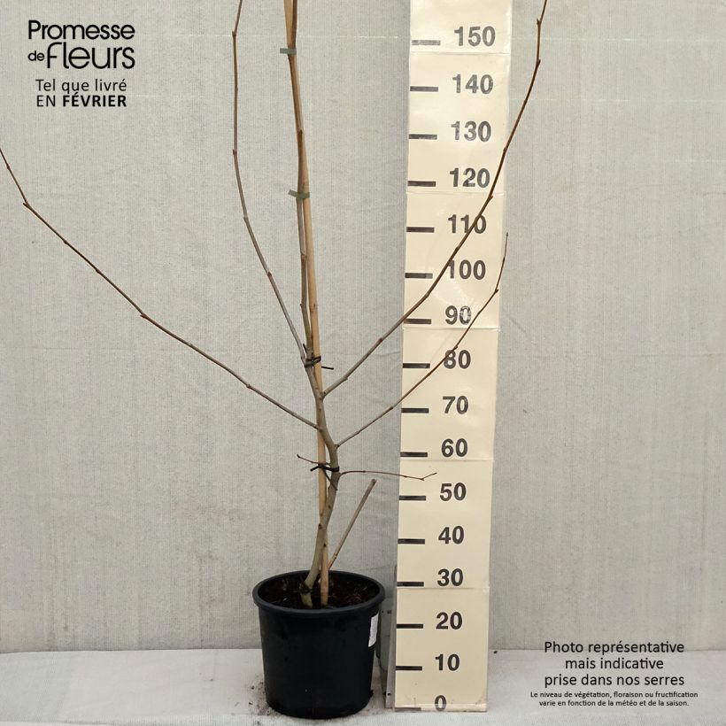 Example of Platanus acerifolia - Platane commun, à feuilles d'érable Pot van 7,5 l/10 l as you get in hiver