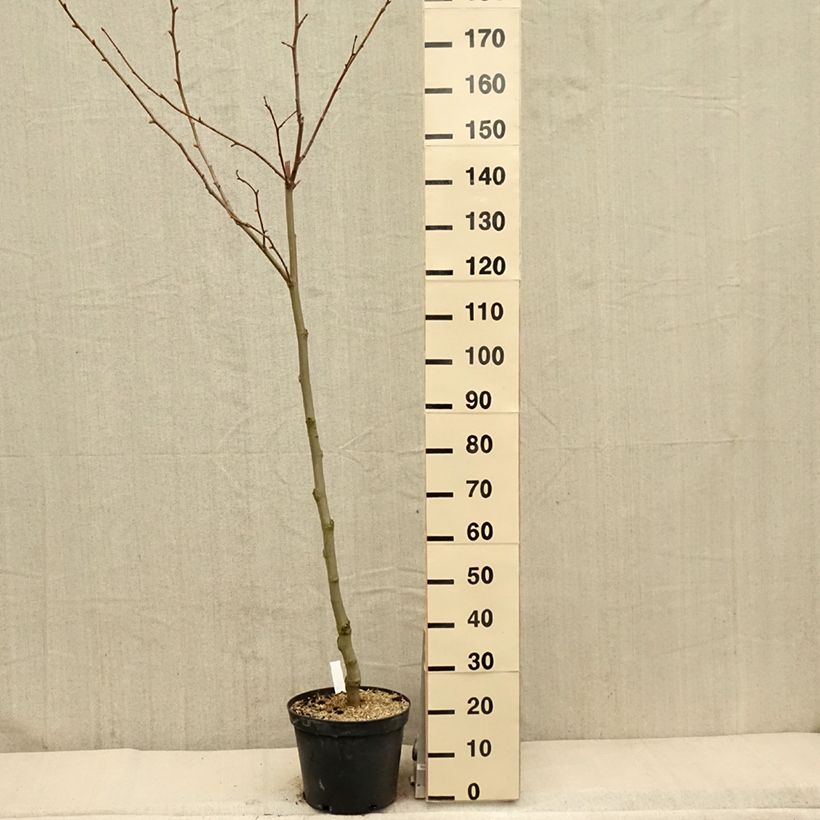 Exemplaar van Platanus acerifolia - Gewone plataan Pot van 7,5 l/10 l zoals geleverd in de lente