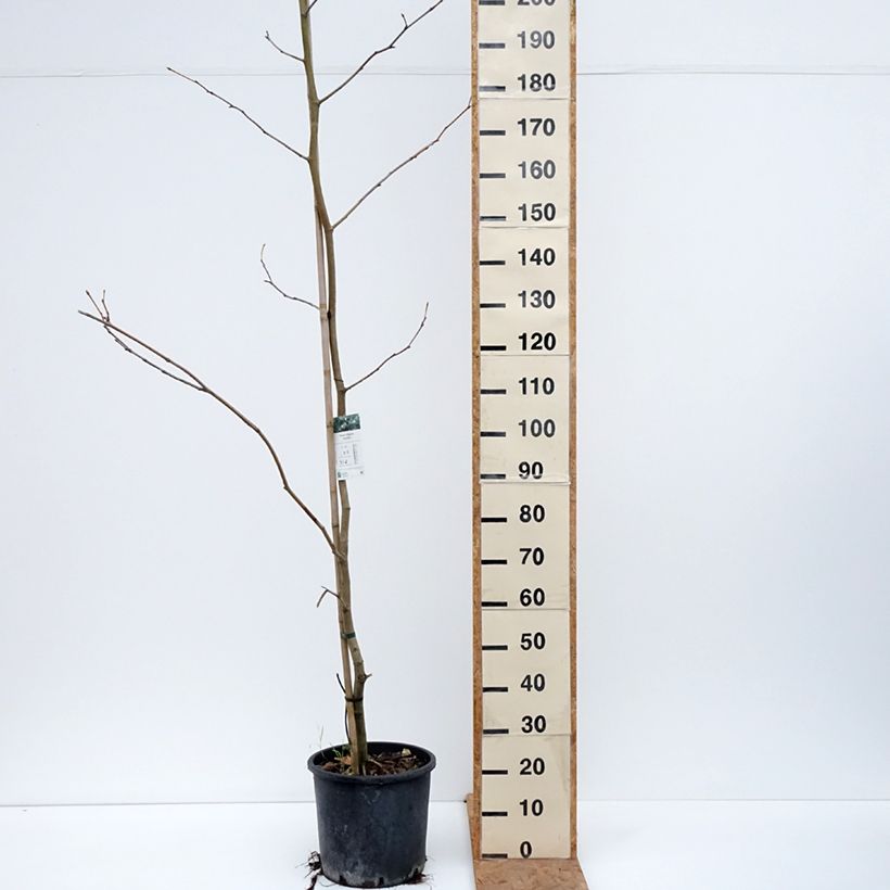 Exemplaar van Platanus acerifolia - Gewone plataan Pot van 7,5 l/10 l zoals geleverd in de herfst