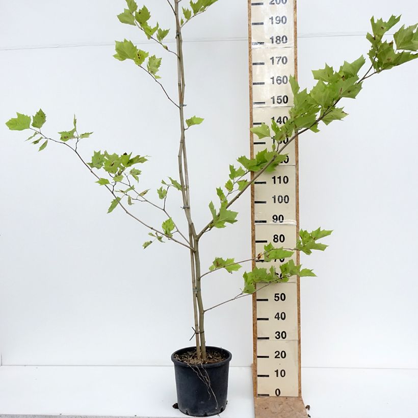 Exemplaar van Platanus acerifolia - Gewone plataan Pot van 7,5 l/10 l zoals geleverd in de zomer