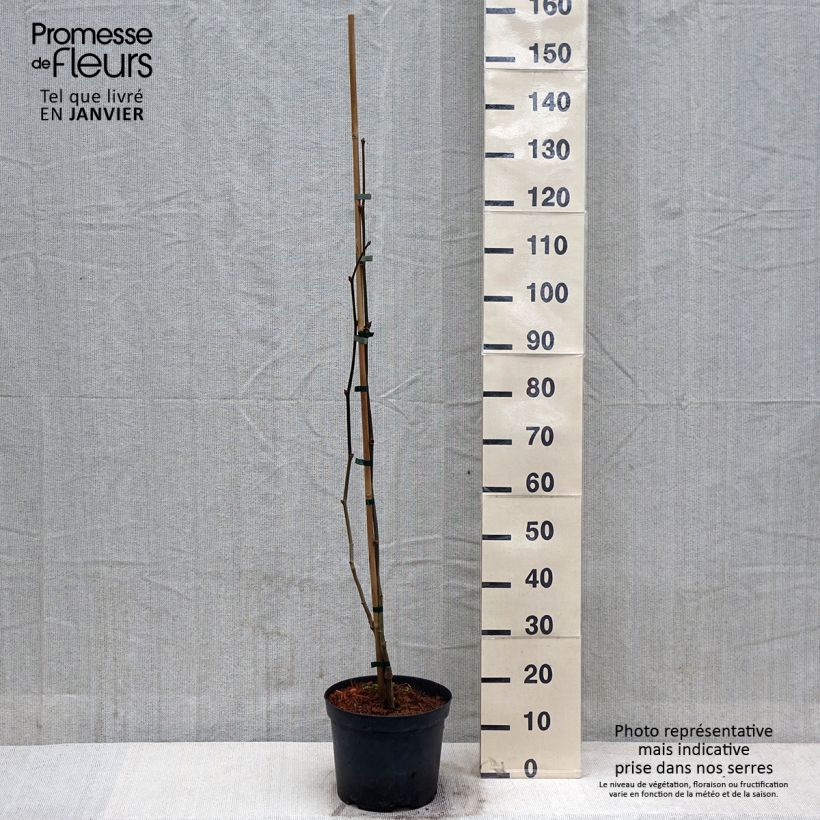 Exemplaar van Platanus hispanica Suttneri - Gewone plataan Pot van 4 l/5 l zoals geleverd in de winter