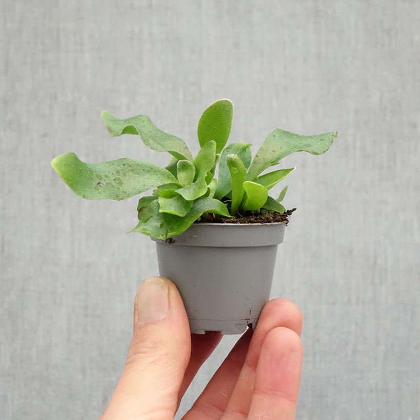 Exemplaar van Platycerium bifurcatum - Hertshoornvaren Mini-kamerplanten zoals geleverd in de lente