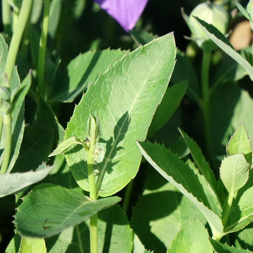 Platycodon grandiflorus Astra Blue - Ballonklokje (Blad)