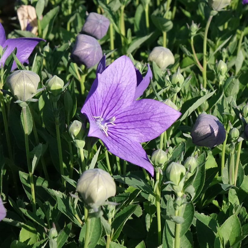 Platycodon grandiflorus Astra Blue - Ballonklokje (Bloei)