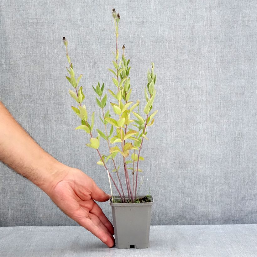 Exemplaar van Platycodon grandiflorus Fuji Blue - Ballonklokje Kweekpotje van 8/9 cm zoals geleverd in de zomer