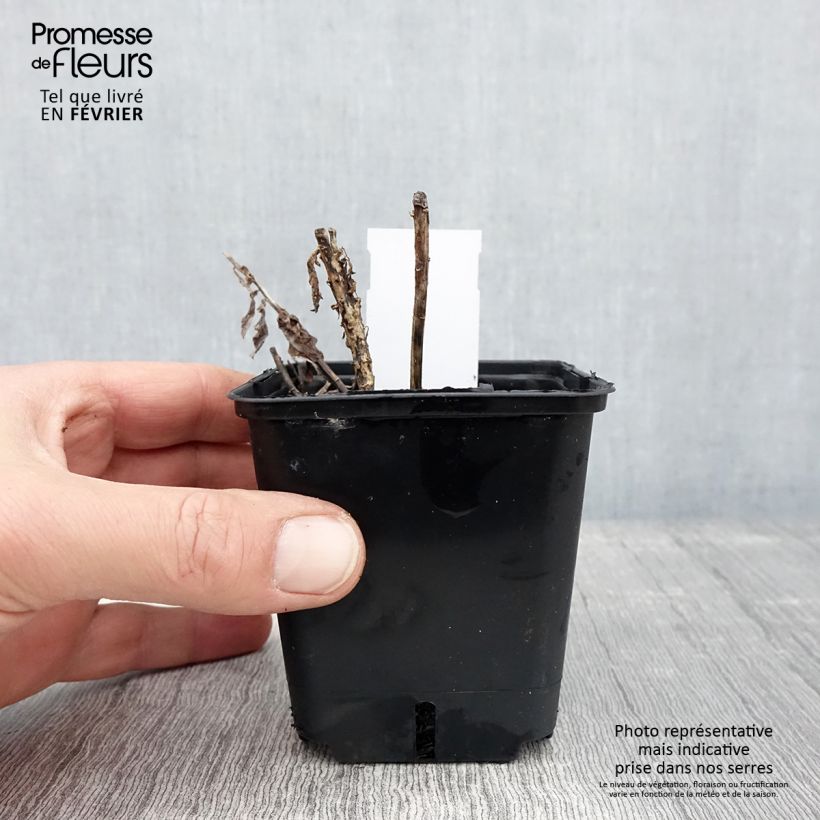 Example of Platycodon grandiflorus Fuji Blue Kweekpotje van 8/9 cm as you get in hiver