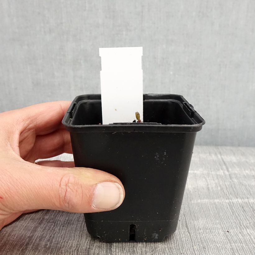 Exemplaar van Platycodon grandiflorus Fuji Blue - Ballonklokje Kweekpotje van 8/9 cm zoals geleverd in de lente