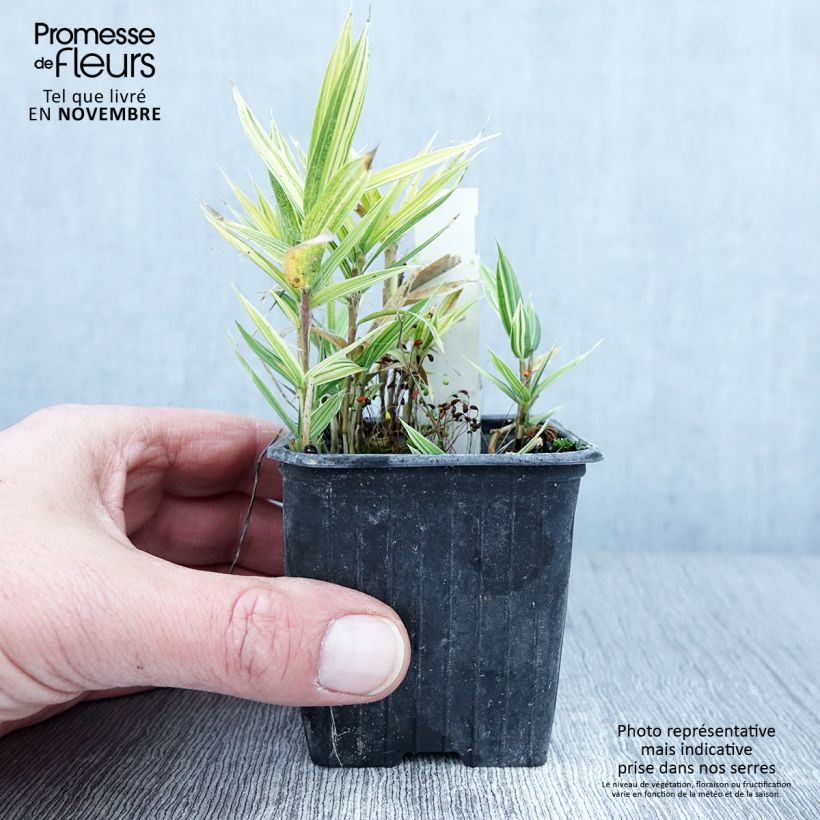 Exemplaar van Pleioblastus chino Elegantissimus - Dwergbamboe Kweekpotje van 8/9 cm zoals geleverd in de herfst