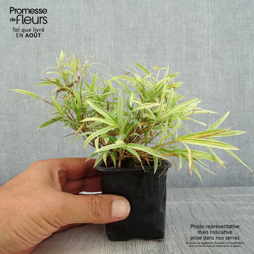 Exemplaar van Pleioblastus chino Elegantissimus - Dwergbamboe Kweekpotje van 8/9 cm zoals geleverd in de zomer