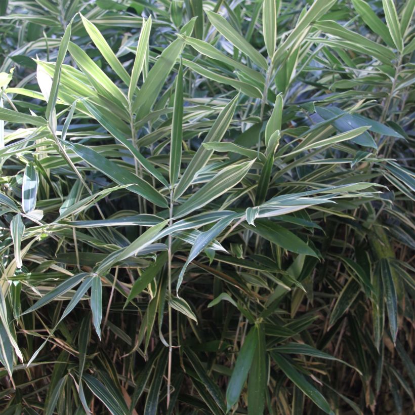 Pleioblastus fortunei Variegatus - Dwergbamboe (Foliage)