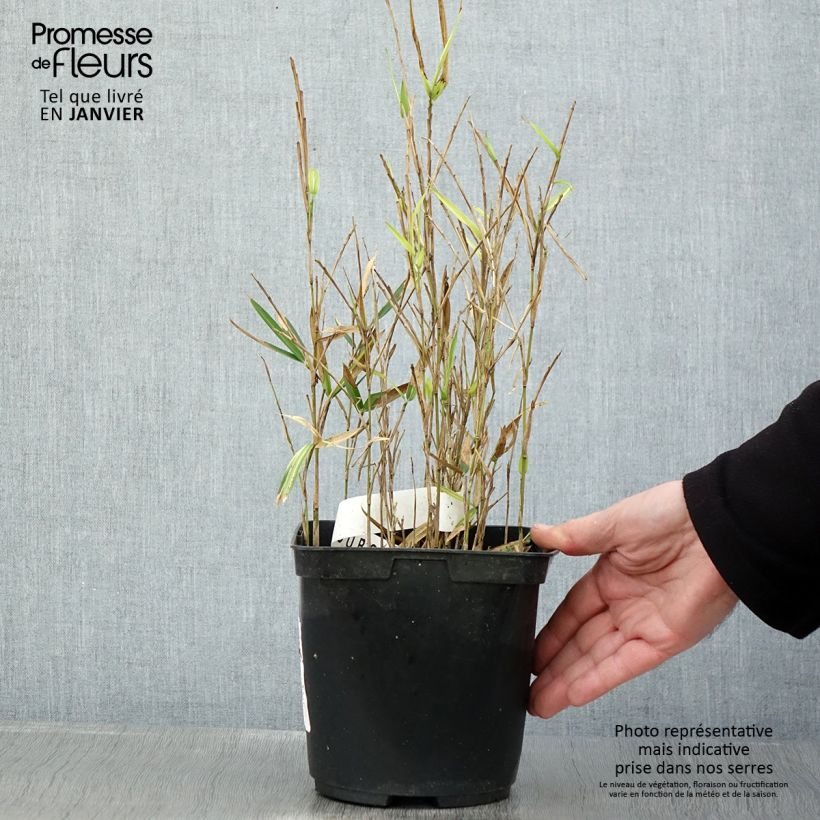 Example of Pleioblastus shibuyanus Tsuboï - Dwergbamboe bont Pot van 1,5 l/2 l as you get in hiver