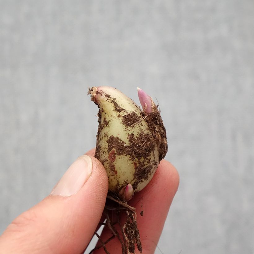 Exemplaar van Pleione formosana Alba - Aardorchidee Bol kaliber I zoals geleverd in de lente