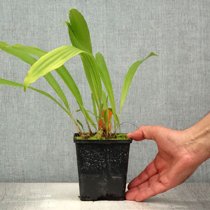 Exemplaar van Pleione formosana - Aardorchidee Pot van 1 l/1,5 l zoals geleverd in de zomer