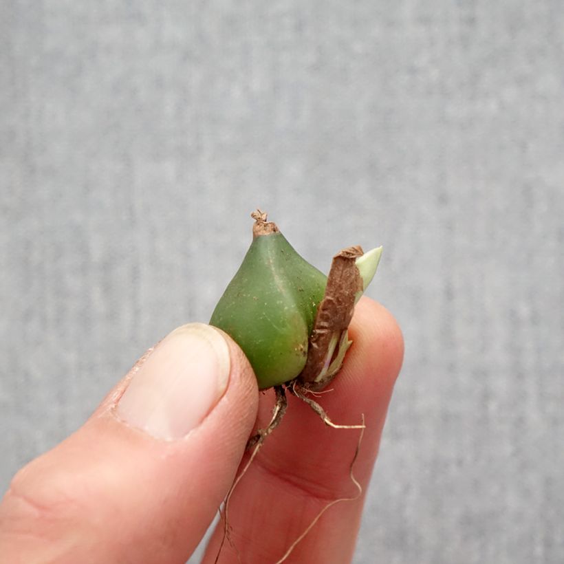 Example of Pleione formosana - Pleione de Formose bulbe Bol size I as you get in printemps