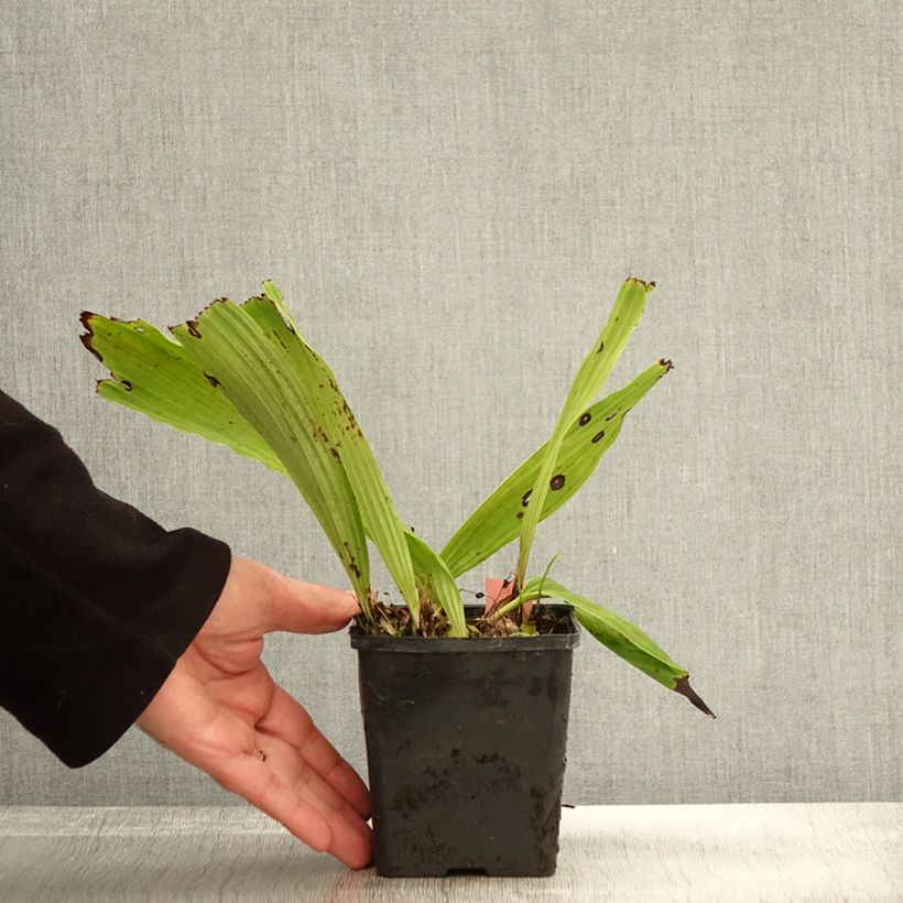Exemplaar van Pleione Glacier Peak - Aardorchidee Kweekpotje van 8/9 cm zoals geleverd in de herfst
