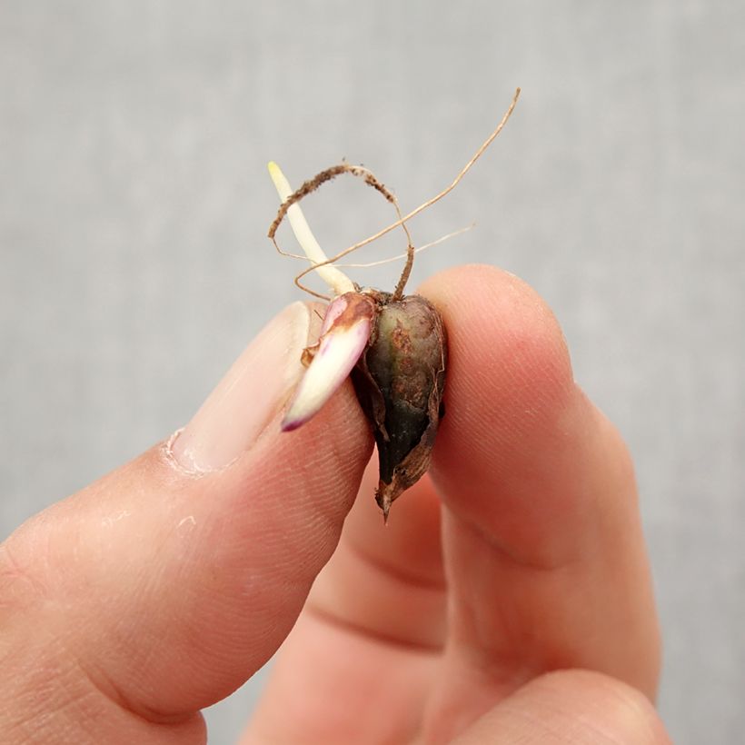 Example of Pleione Tongariro Bol size I as you get in printemps