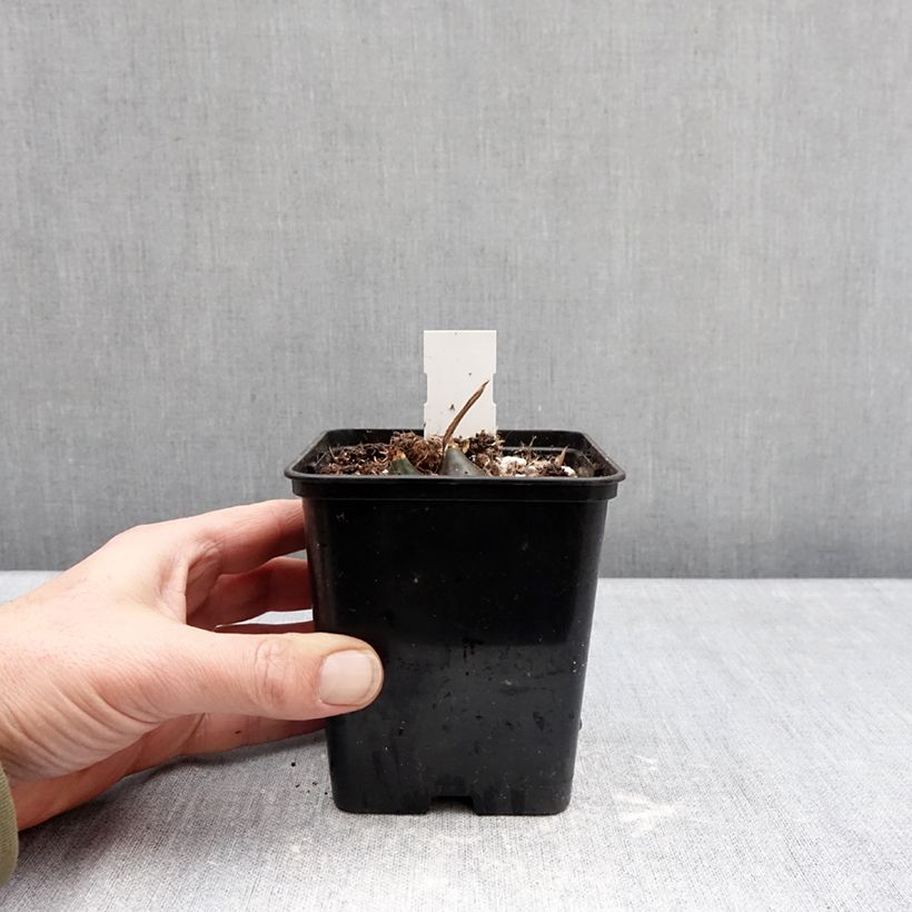 Example of Pleione Tongariro Pot van 10 cm/11 cm size I as you get in hiver