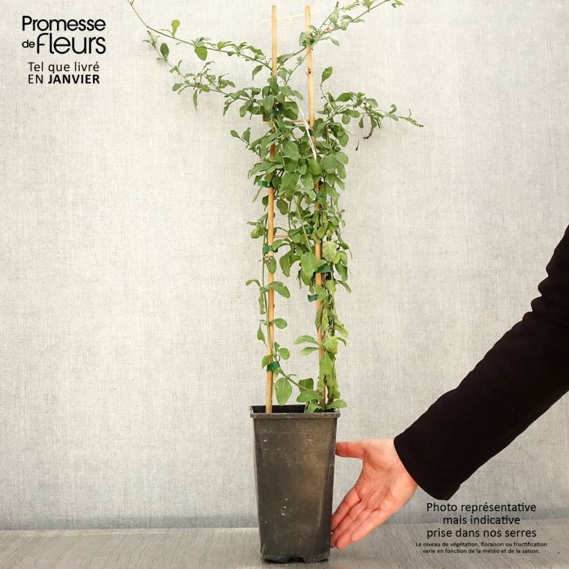 Example of Plumbago auriculata Dark Blue - Plumbago du Cap Dark Blue  Pot van 2 l/3 l as you get in hiver